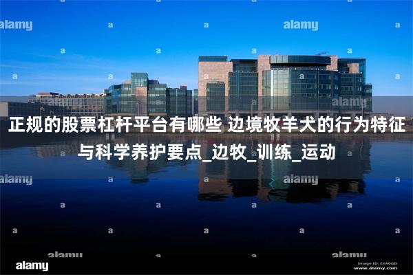 正规的股票杠杆平台有哪些 边境牧羊犬的行为特征与科学养护要点_边牧_训练_运动